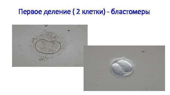 Первое деление ( 2 клетки) - бластомеры 