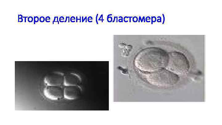 Второе деление (4 бластомера) 