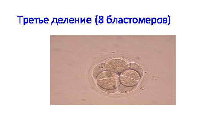 Третье деление (8 бластомеров) 