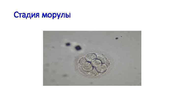 Стадия морулы 