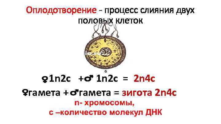 Оплодотворение - процесс слияния двух половых клеток 1 n 2 с + 1 n