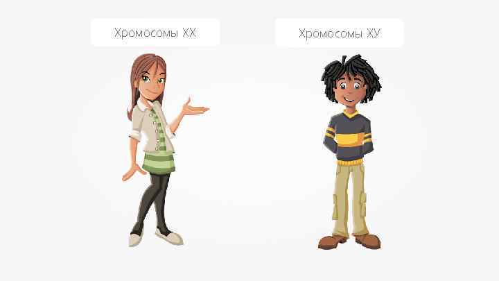 Хромосомы XX Хромосомы XУ 