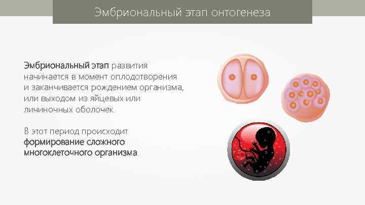 Эмбриональный этап онтогенеза Эмбриональный этап развития начинается в момент оплодотворения и заканчивается рождением организма,