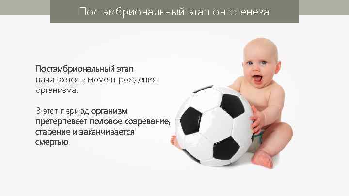 Постэмбриональный этап онтогенеза Постэмбриональный этап начинается в момент рождения организма. В этот период организм