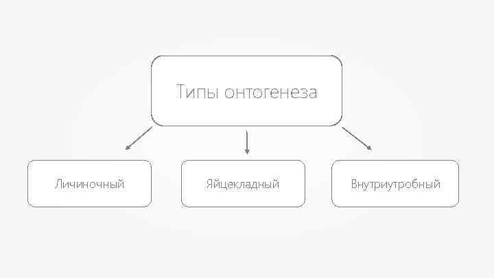 Типы онтогенеза Личиночный Яйцекладный Внутриутробный 