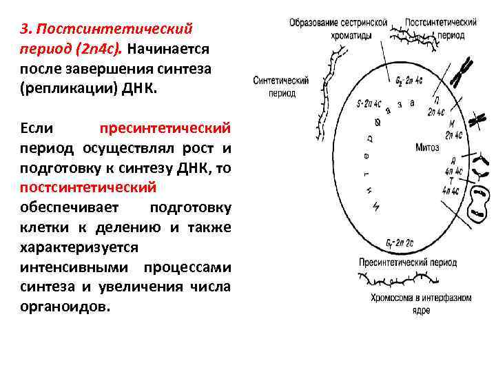 3. Постсинтетический период (2 n 4 c). Начинается после завершения синтеза (репликации) ДНК. Если