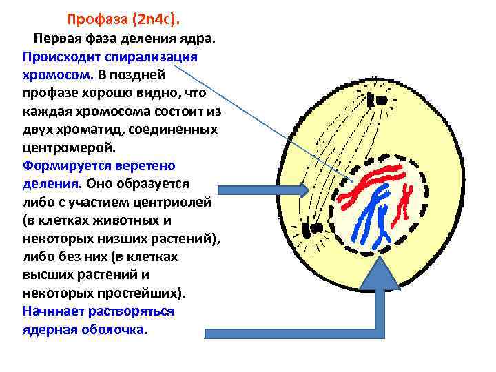 Какой тип и фаза деления клетки изображены на рисунке ответ обоснуйте какие процессы происходят