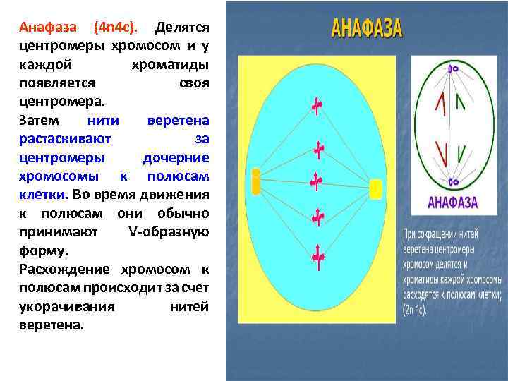 Анафаза (4 n 4 c). Делятся центромеры хромосом и у каждой хроматиды появляется своя