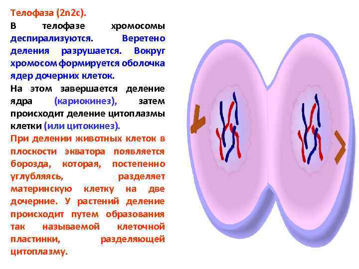 Телофаза (2 n 2 c). В телофазе хромосомы деспирализуются. Веретено деления разрушается. Вокруг хромосом