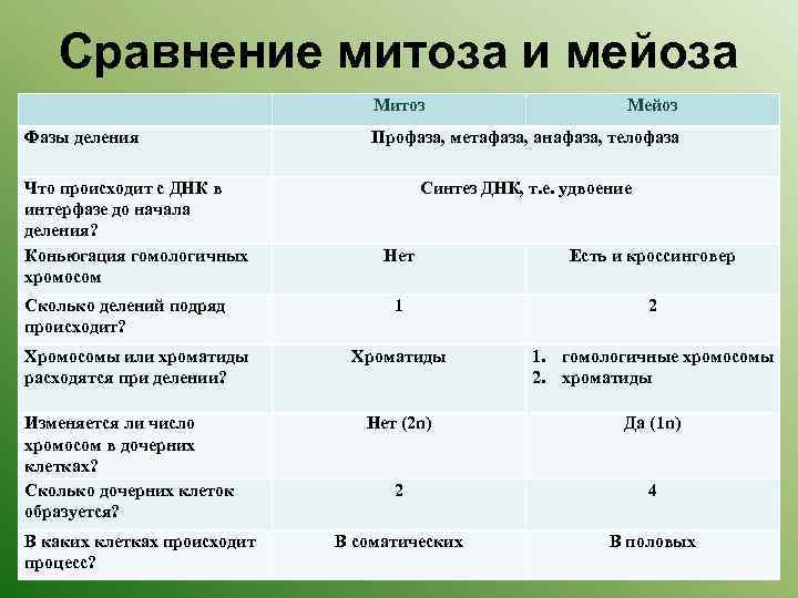 Сравнение митоза и мейоза Митоз Фазы деления Что происходит с ДНК в интерфазе до