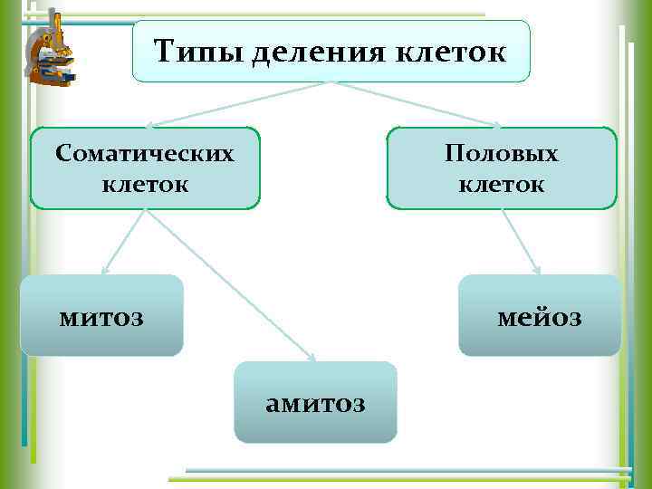 Типы деления клеток Соматических клеток Половых клеток митоз мейоз амитоз 