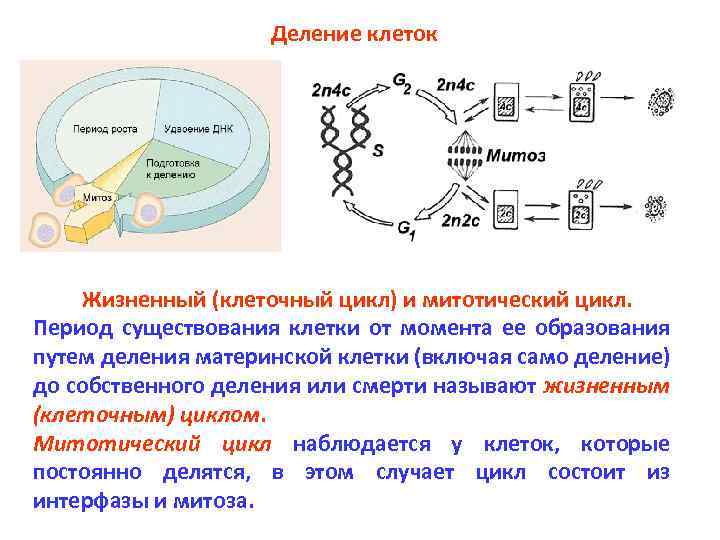 Этап клеточного цикла картинки