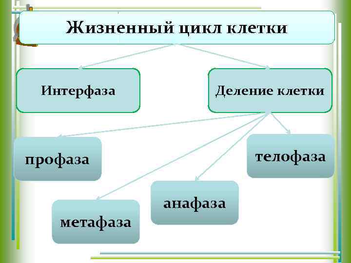 Жизненный цикл клетки Интерфаза Деление клетки телофаза профаза анафаза метафаза 