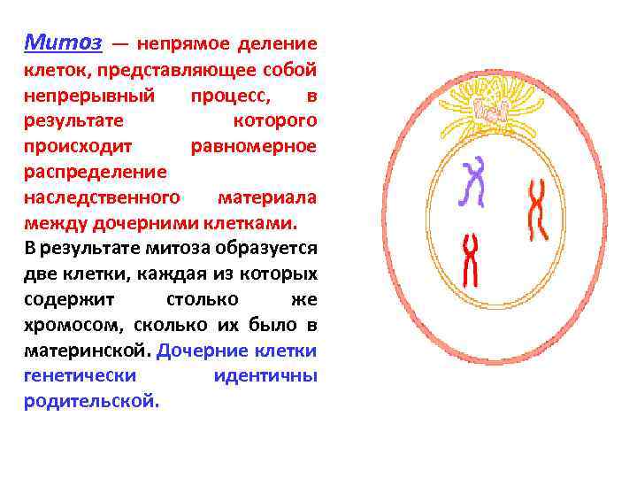 Митоз — непрямое деление клеток, представляющее собой непрерывный процесс, в результате которого происходит равномерное