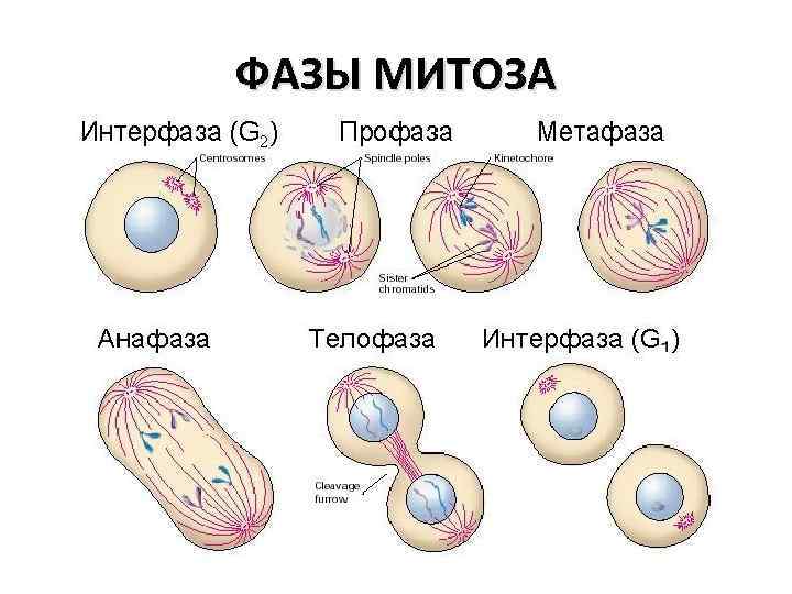 ФАЗЫ МИТОЗА 