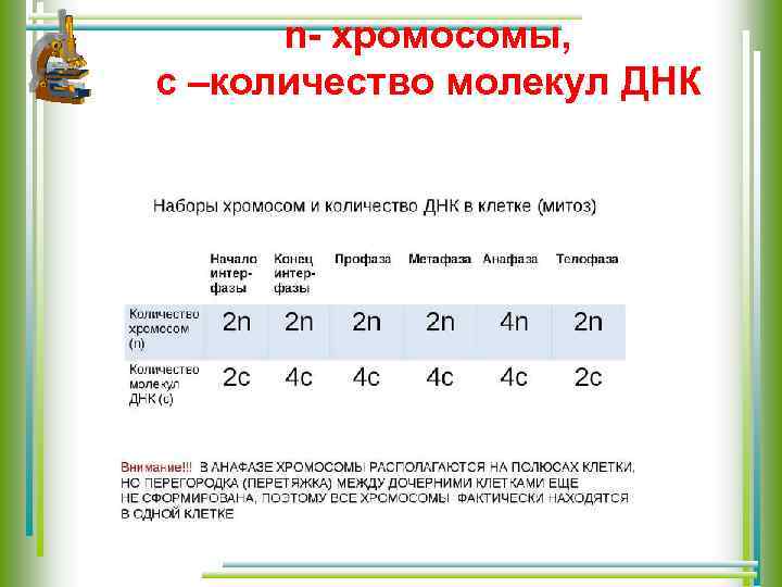 n- хромосомы, с –количество молекул ДНК 