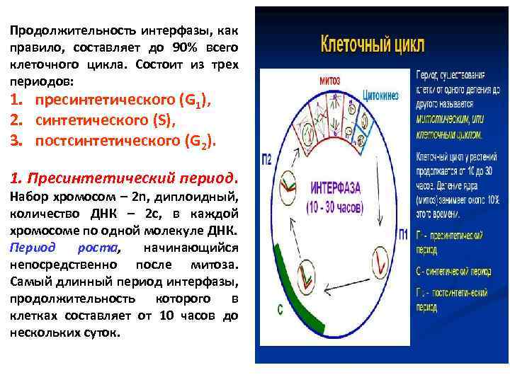 Продолжительность интерфазы, как правило, составляет до 90% всего клеточного цикла. Состоит из трех периодов: