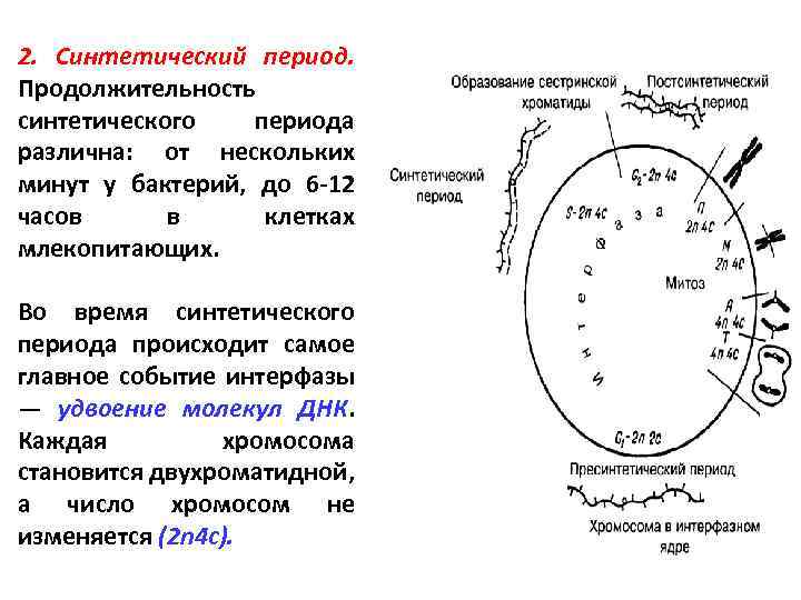 2. Синтетический период. Продолжительность синтетического периода различна: от нескольких минут у бактерий, до 6