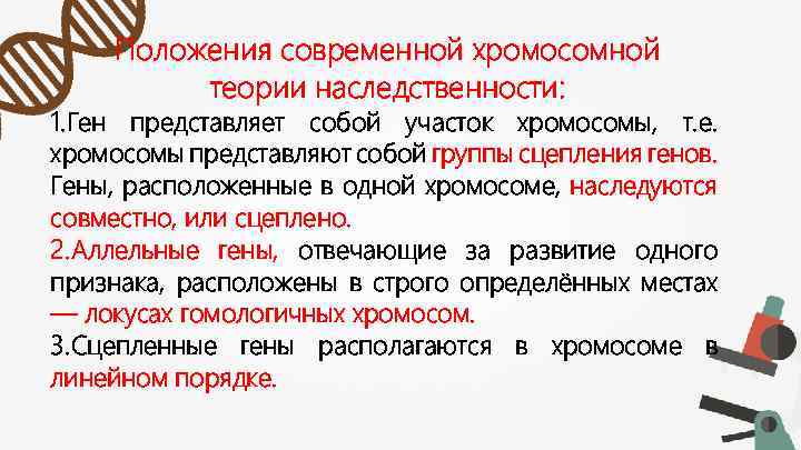 Положения современной хромосомной теории наследственности: 1. Ген представляет собой участок хромосомы, т. е. хромосомы