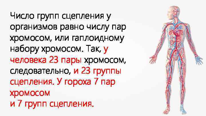 Число групп сцепления у организмов равно числу пар хромосом, или гаплоидному набору хромосом. Так,