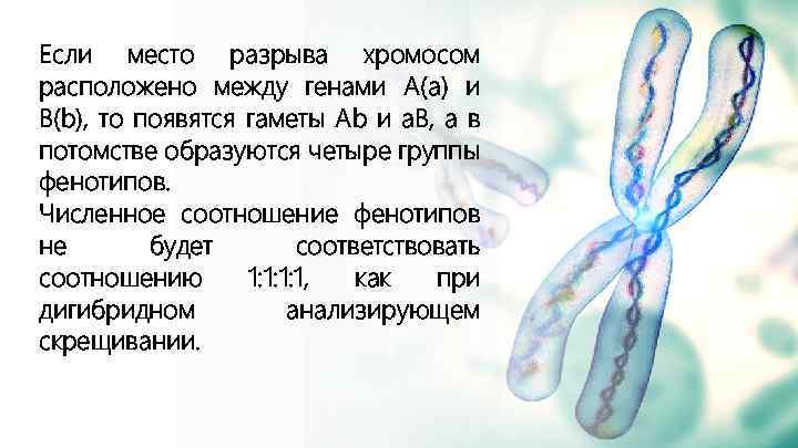 Если место разрыва хромосом расположено между генами А(а) и В(b), то появятся гаметы Ab