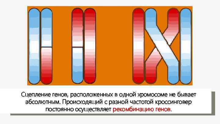 Сцепление генов, расположенных в одной хромосоме не бывает абсолютным. Происходящий с разной частотой кроссинговер