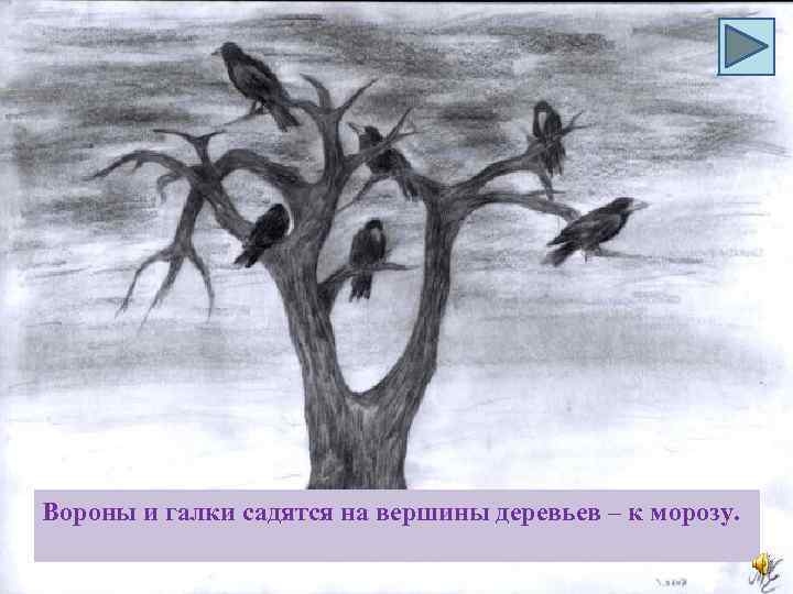 Вороны и галки садятся на вершины деревьев – к морозу. 