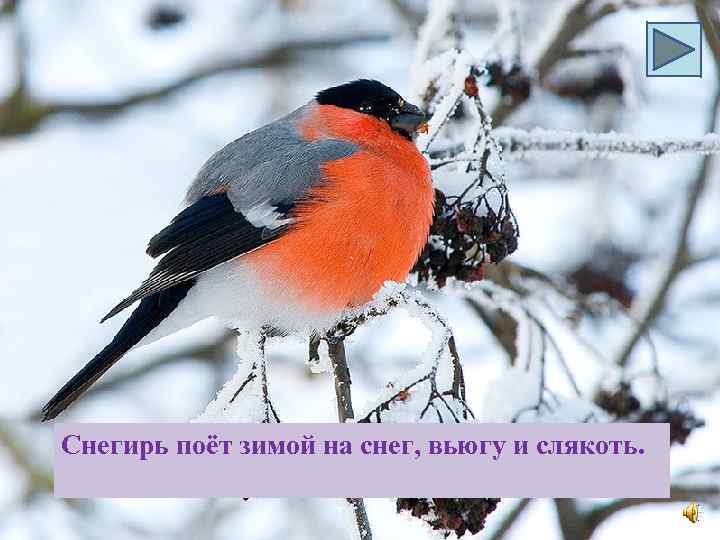 Снегирь поёт зимой на снег, вьюгу и слякоть. 