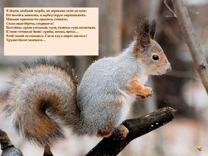 Я белка, весёлый зверёк, по деревьям скок да скок. Но зимой я меняюсь, в