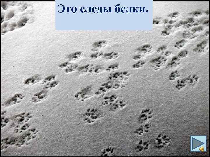 Это следы белки. 