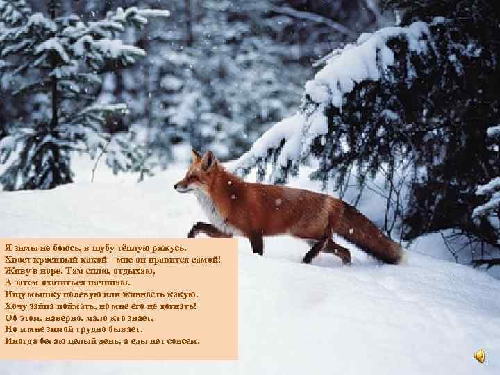 Я зимы не боюсь, в шубу тёплую ряжусь. Хвост красивый какой – мне он