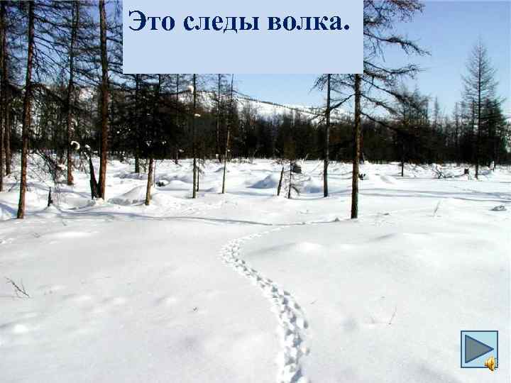 Это следы волка. 