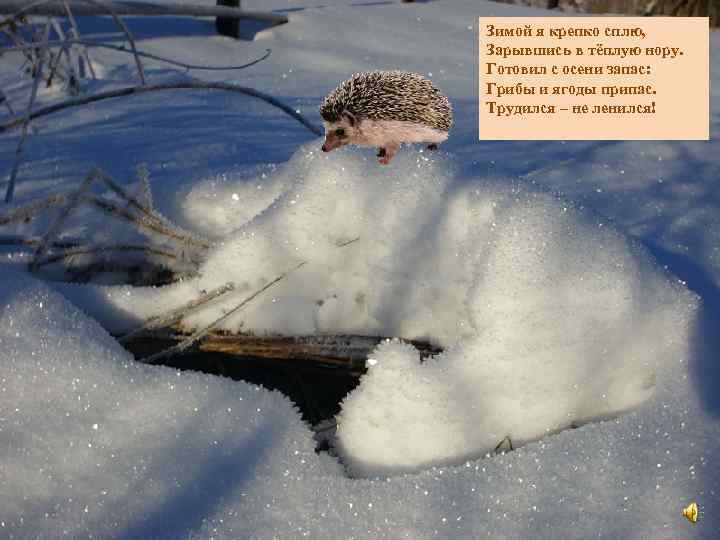 Зимой я крепко сплю, Зарывшись в тёплую нору. Готовил с осени запас: Грибы и