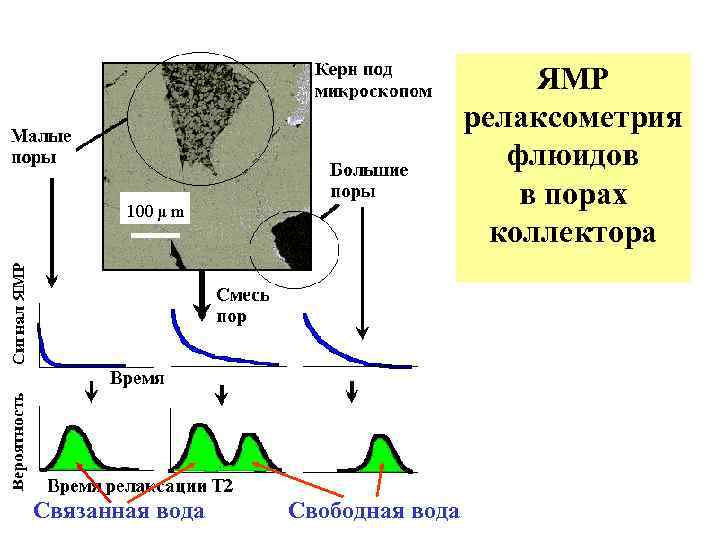 ЯМР релаксометрия флюидов в порах коллектора Связанная вода Свободная вода 