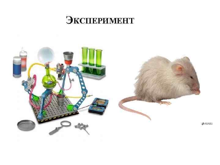 ЭКСПЕРИМЕНТ 