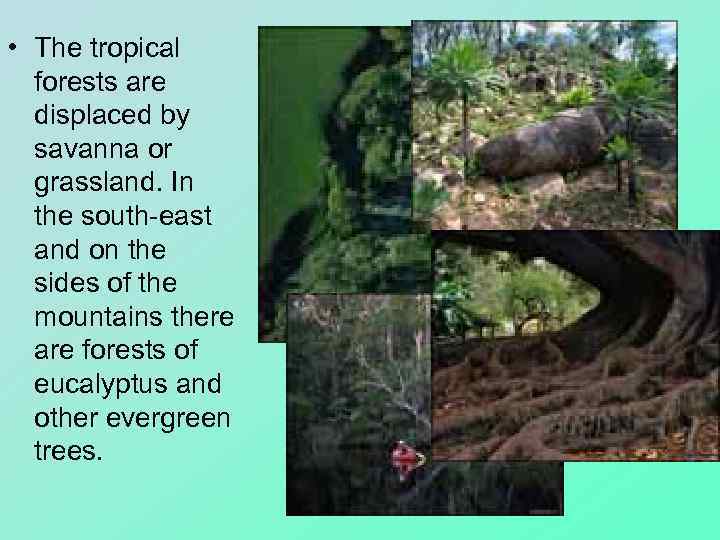  • The tropical forests are displaced by savanna or grassland. In the south-east