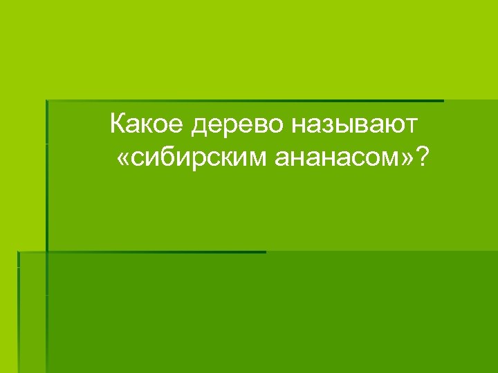 Какое дерево называют «сибирским ананасом» ? 