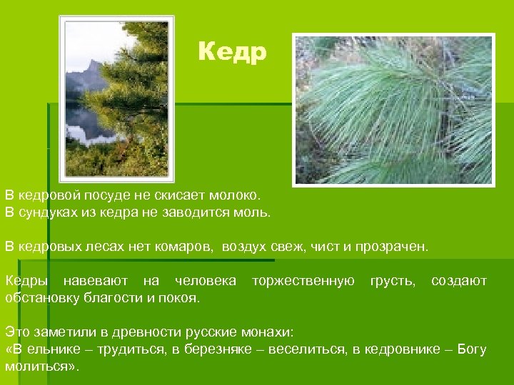 Кедр В кедровой посуде не скисает молоко. В сундуках из кедра не заводится моль.