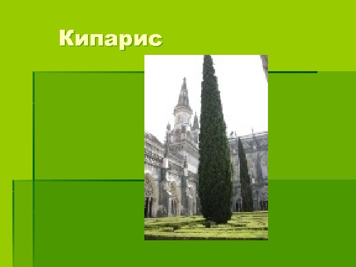 Кипарис 