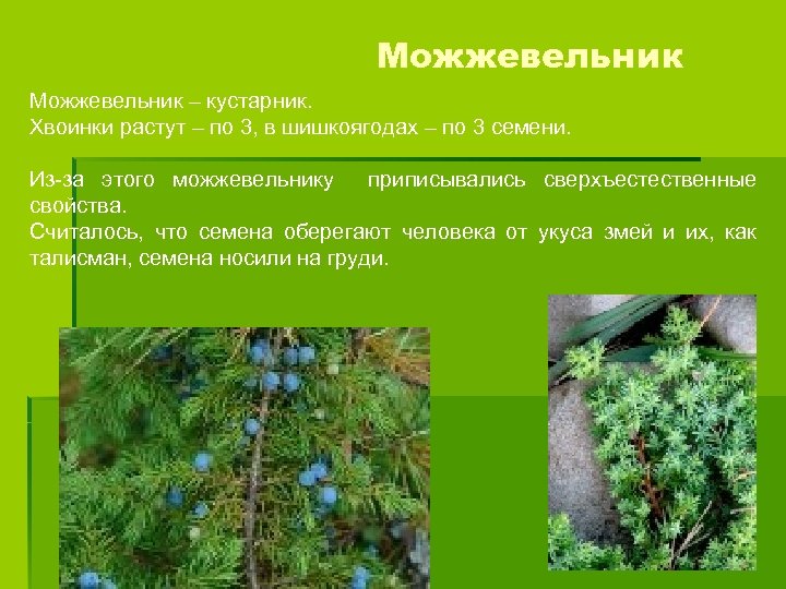 Можжевельник – кустарник. Хвоинки растут – по 3, в шишкоягодах – по 3 семени.