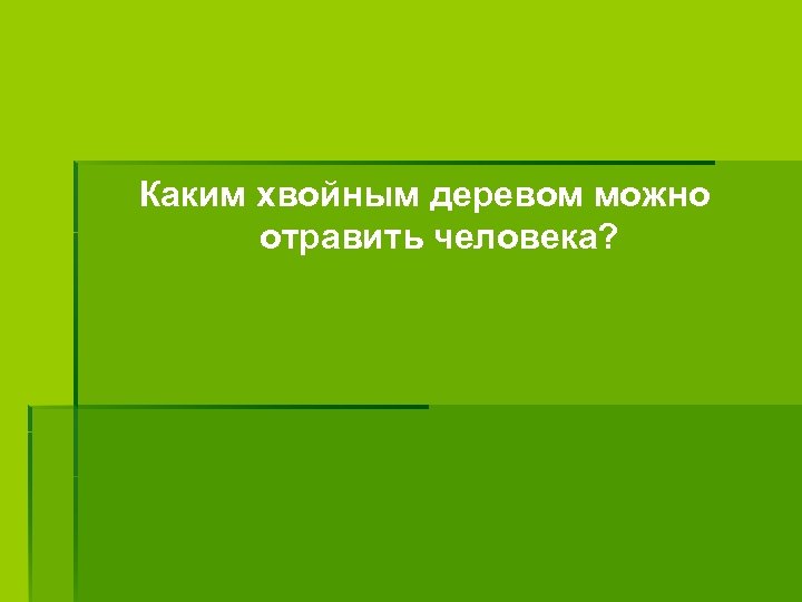 Каким хвойным деревом можно отравить человека? 