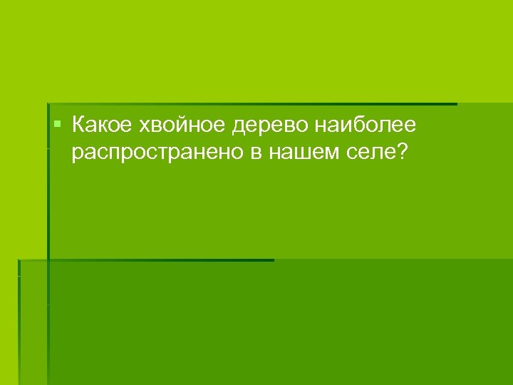 § Какое хвойное дерево наиболее распространено в нашем селе? 