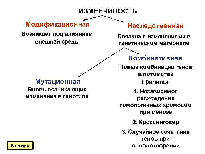 ИЗМЕНЧИВОСТЬ Модификационная Наследственная Возникает под влиянием внешней среды Связана с изменениями в генетическом материале