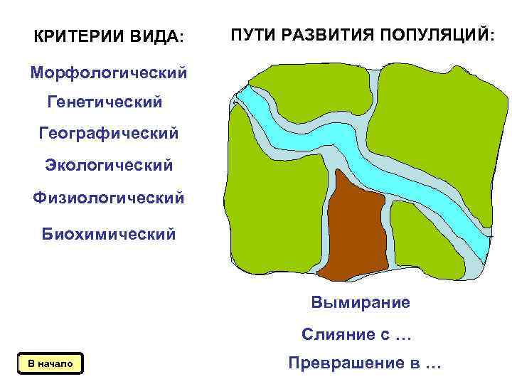 КРИТЕРИИ ВИДА: ПУТИ РАЗВИТИЯ ПОПУЛЯЦИЙ: Морфологический Генетический Географический Экологический Физиологический Биохимический Вымирание Слияние с