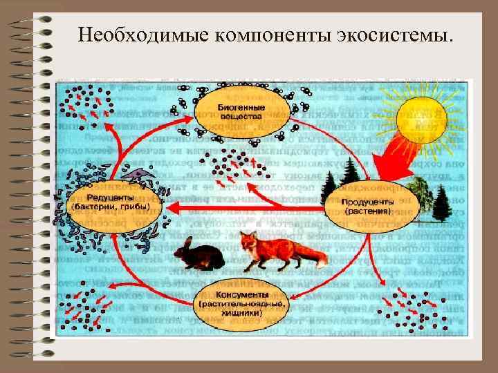 Необходимые компоненты экосистемы. 