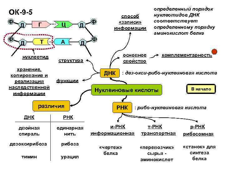 ОК-9 -5 Ф Ф Д Г Ц Д Д Т А Д нуклеотид хранение,