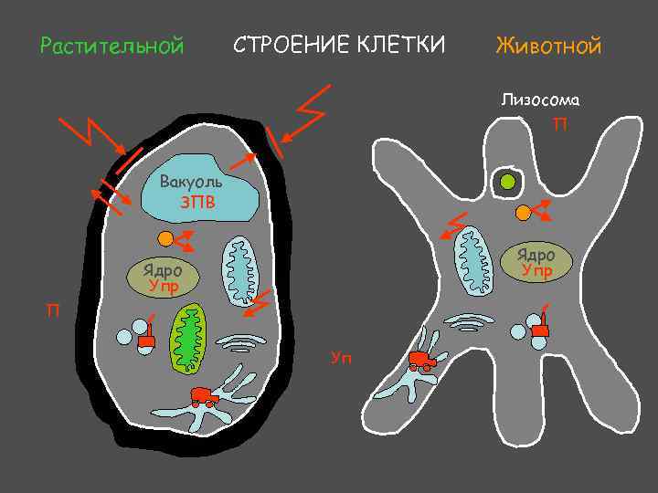 Какое значение вакуоли в жизнедеятельности клетки