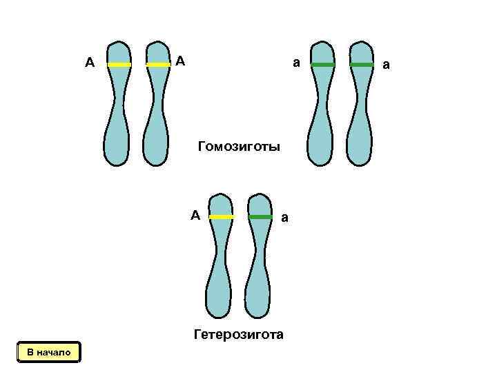 А А а Гомозиготы А а Гетерозигота В начало а 
