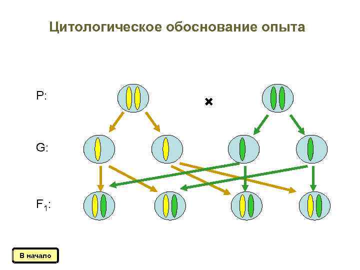 Цитологическое обоснование опыта Р: G: F 1: В начало 