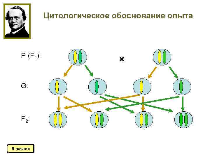 Цитологическое обоснование опыта Р (F 1): G: F 2: В начало 